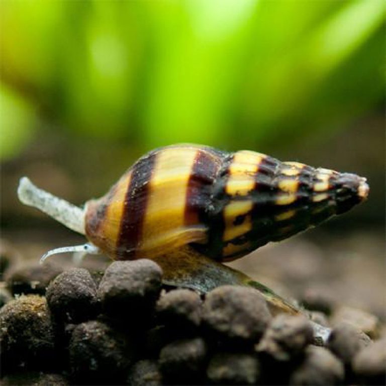 Olive Nerite Snail ChiChi's Aquatic Dreams