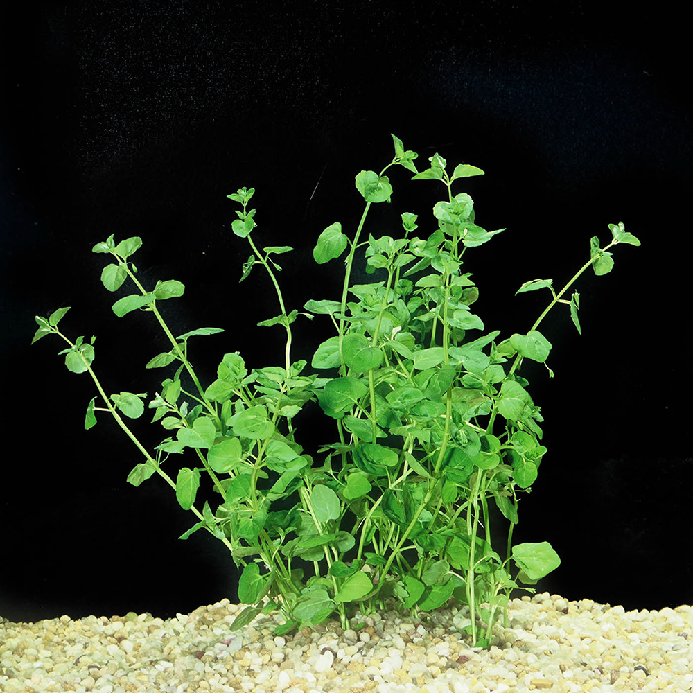 Creeping Charlie ChiChi's Aquatic Dreams