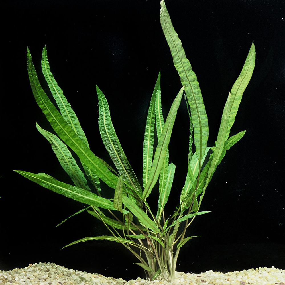 Cryptocoryne Balansae ChiChi's Aquatic Dreams
