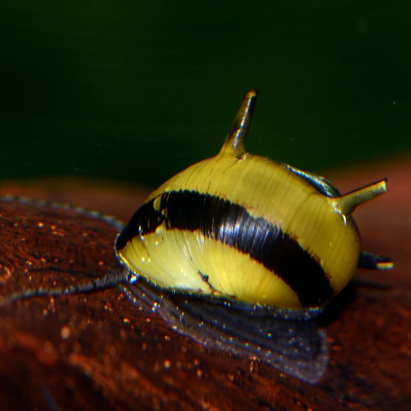 Olive Nerite Snail ChiChi's Aquatic Dreams