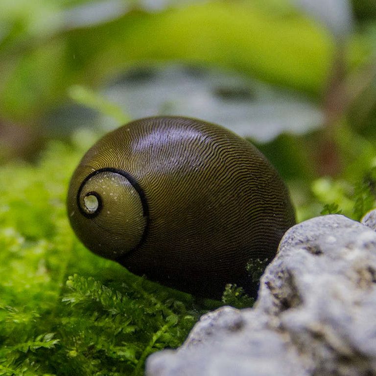 Olive Nerite Snail ChiChi's Aquatic Dreams