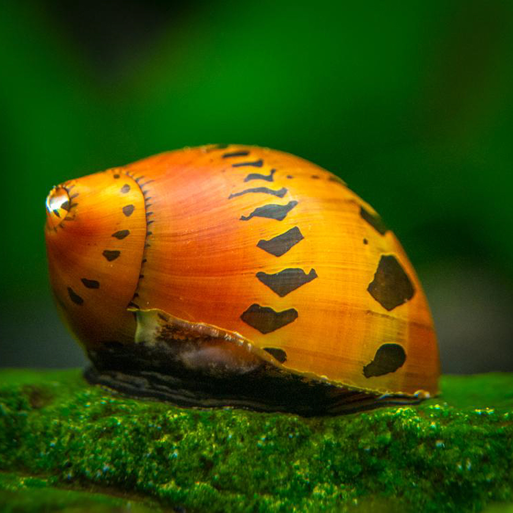 Tiger Nerite Snail ChiChi's Aquatic Dreams