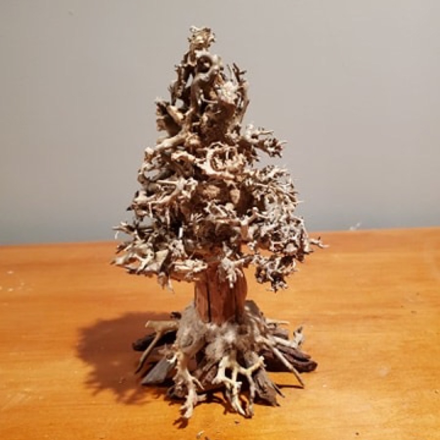 Christmas Tree Bonsai 8×5 B15 ChiChi's Aquatic Dreams