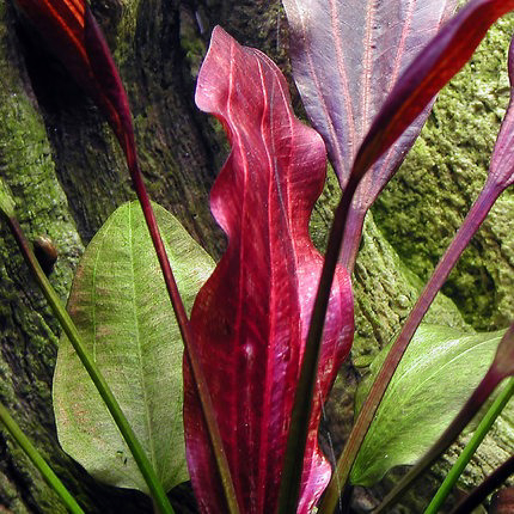 st-elmos-fire-sword-chichi-s-aquatic-dreams