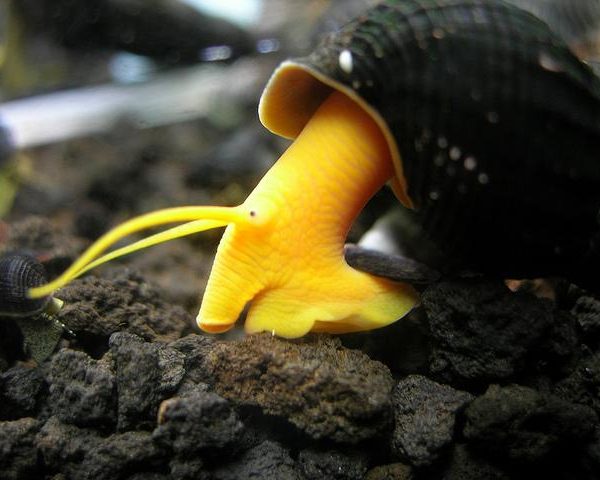 Snails – ChiChi's Aquatic Dreams