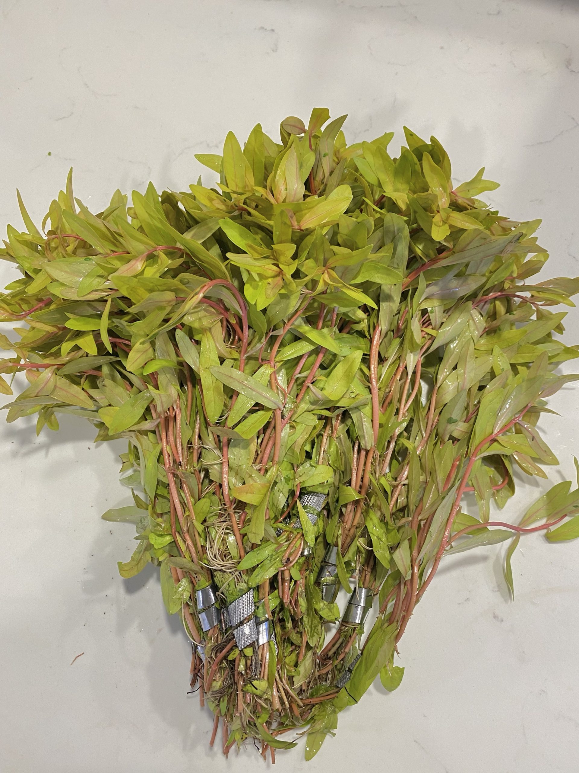 Golden Nesaea ChiChi's Aquatic Dreams